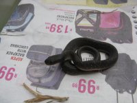 Canon Snakelings 11012009 001.jpg