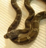 hatchling black ratsnake.jpg