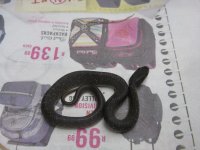 Canon Snakelings 11012009 002.jpg