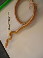 reptile-pics 276.jpg