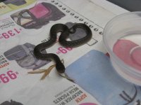 Canon Snakelings 11012009 003.jpg