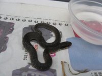 Canon Snakelings 11012009 004.jpg