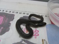 Canon Snakelings 11012009 007.jpg