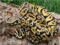 Pastel%20Jungle%20Ball%20Python1(1).jpg