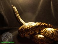 Medusa Black Rat Snake.JPG