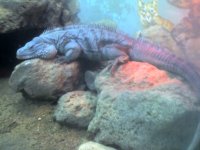 nonleapinlizard.jpg