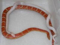 Hypo Lavender St. het Amel X Hypo het Lavender, Amel, St. (AY22).jpg