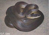 snakey.jpg