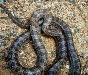 Lampropeltis_calligaster_Prairie_kingsnake_ 3.jpg
