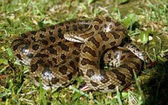 Lampropeltis_calligaster_Prairie_kingsnake_2.jpg