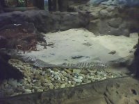 Cobra Shed.jpeg