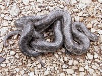 Lampropeltis_calligaster_5_03_02_2.jpg
