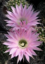 Img_0007 mod.jpg