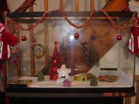 decorated viv.jpg