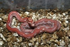 hypo keeper.JPG