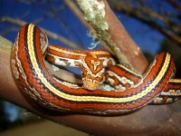 Gartersnake Feb 2011 017_800.jpg