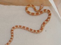 Beelzebub11709a.jpg