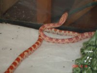 candy&licshedding.jpg