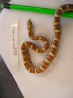 reptile-pics 277.jpg