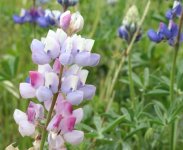 lilaclupine.JPG