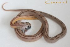 Anery motstr hOpal m 21-2-09 a.jpg