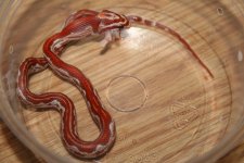 hypo eating.JPG