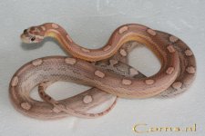 Ghost mot m 21-2-09 a.jpg