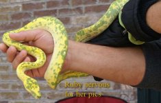 Ruby1.jpg