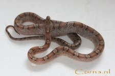 Granite hHyChar m 21-2-09 a.jpg