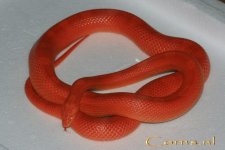 Fire mot v1 21-2-09 c.jpg