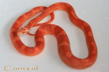 Fire mot v2 21-2-09 a.jpg