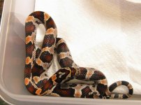 09 Hatchlings 018.jpg