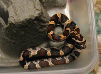 09 Hatchlings 022.jpg