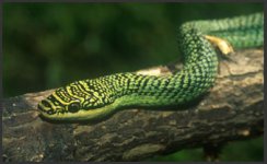 snakey.jpg