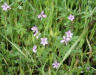 Littlepurpleflowers.JPG