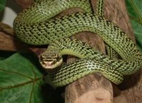 snakey1.jpg