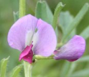 closeupsweetpea.JPG