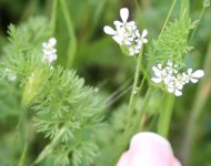 Littlewhiteflower.JPG