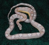 Snakes 1.11.08 002.jpg