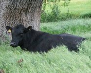 BlackBull.JPG