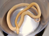 Snakes 1.11.08 009.jpg
