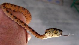 ATB male2 002.JPG