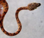 ATB male2 003.JPG