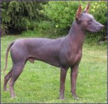 xoloitzcuintli.jpg