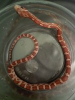 hypo het lav ph blood3.jpg