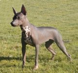 XoloitzcuintliCaminosFridaKahlo1.jpg