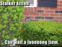 funny-pictures-stalker-cat-will-wait-for-you.jpg