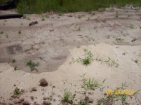 hognose trax 3.jpg