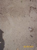 hognose trax.jpg