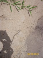 hognose trax 2.jpg